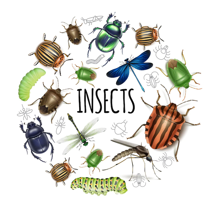 insects